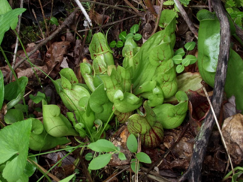 Young Sarracenia purpurea subsp. venosa var. montana showing a couple of last  years pitchers