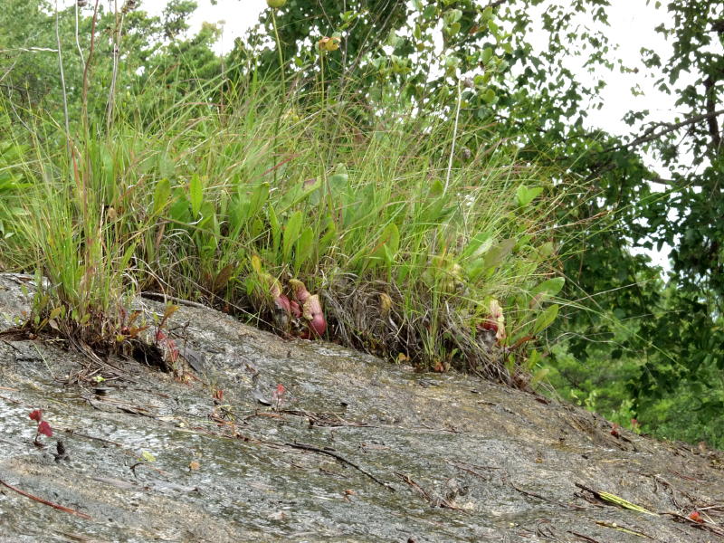 Micro islands of vegetation on the granite bald harboring a colony of pitcher plants