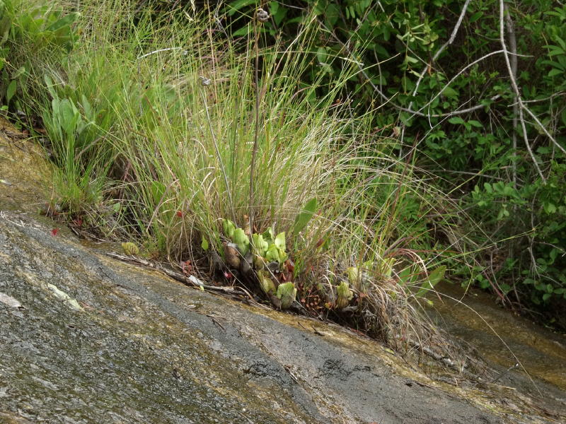 Another micro island with pitcher plants and Drosera rotundifolia