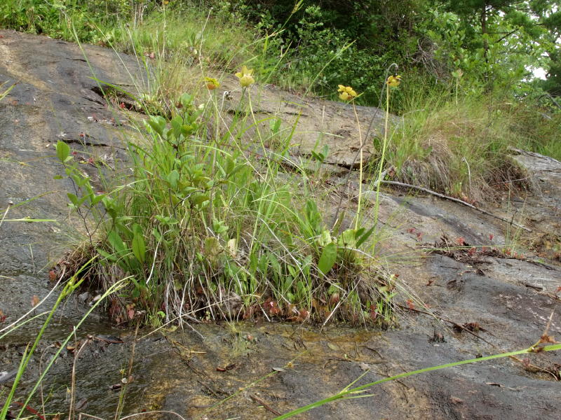 Another micro island with pitcher plants - note seed capsules