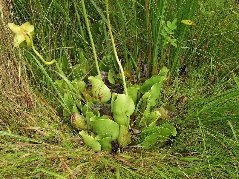 Same species nestled in grasses, but out in the sun