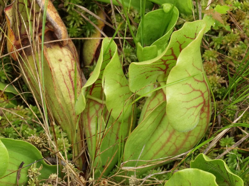 Note sides of hood are almost touching - typical of the type plant