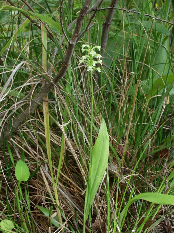 Gymnadeniopsis clavellata - entire plant