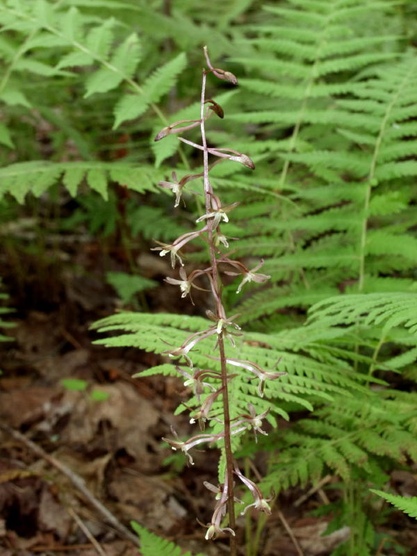 Tipularia discolor - in full bloom. Because of its color, it is very difficult to see on the forest floor