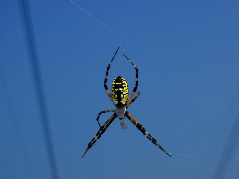Argiope aurantia (writing spider)