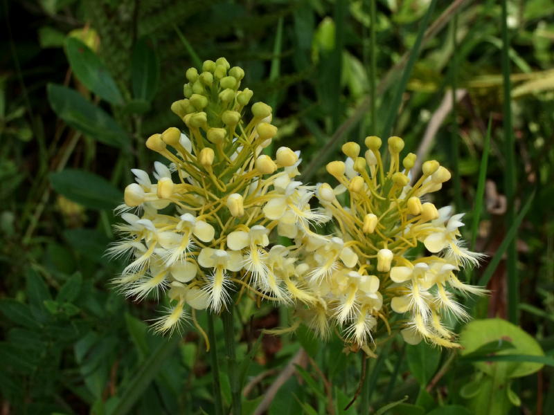 Platanthera xlueri (hybrid between P. conspicua and P. ciliaris)