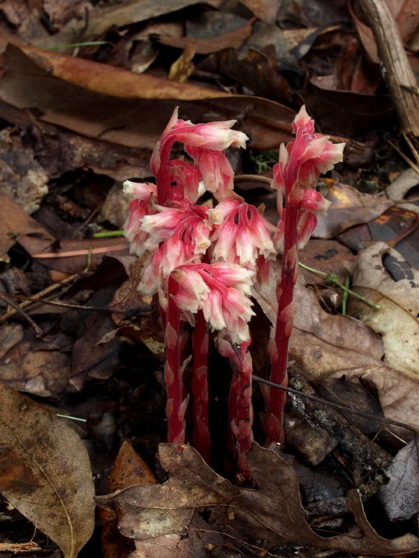 Monotropa hypopithys (pinesap)