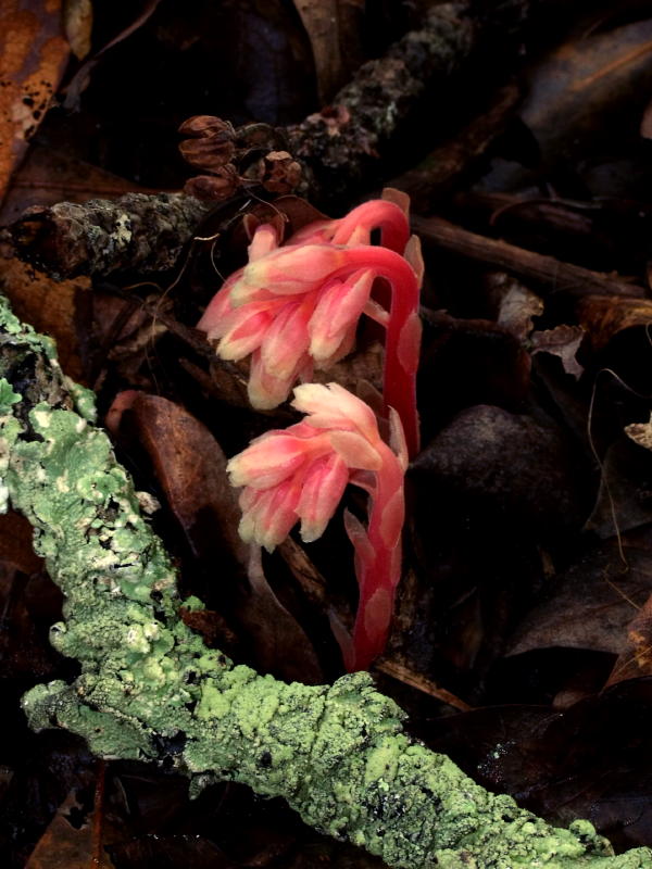 Monotropa hypopithys (pinesap) just poking out of the ground