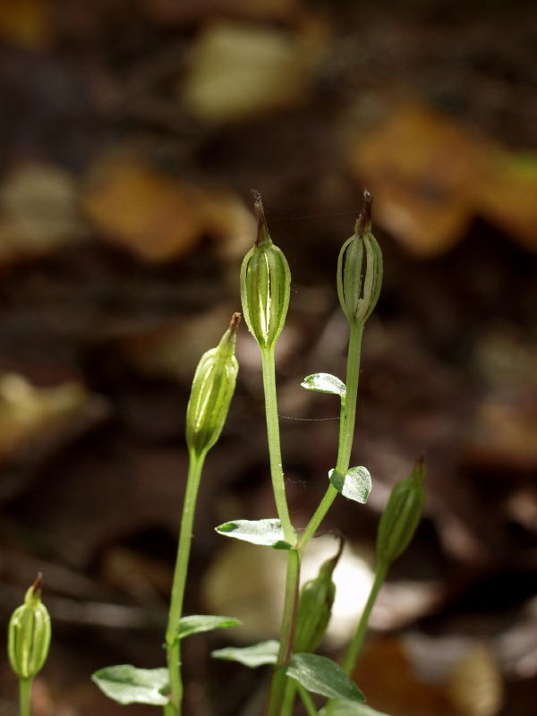 Triphora seed capsules a bit closer