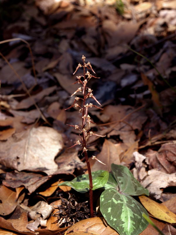 Listera australis (next to juvenile Trillium maculatum)