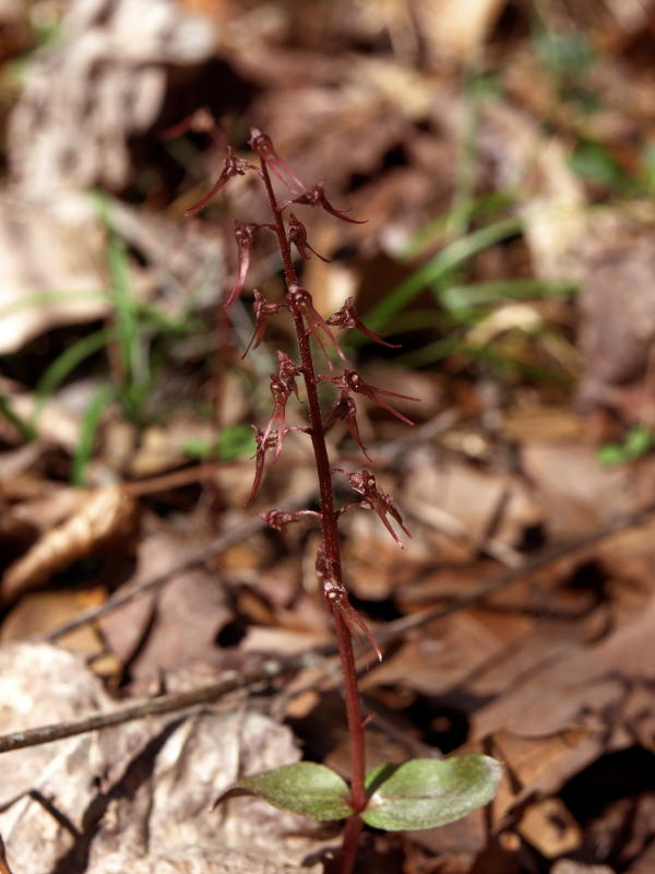 Listera australis