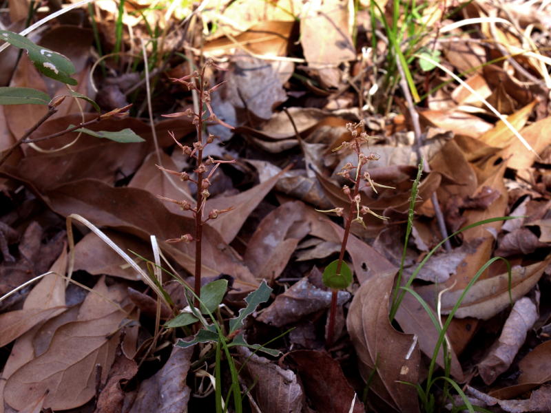 Listera australis pair