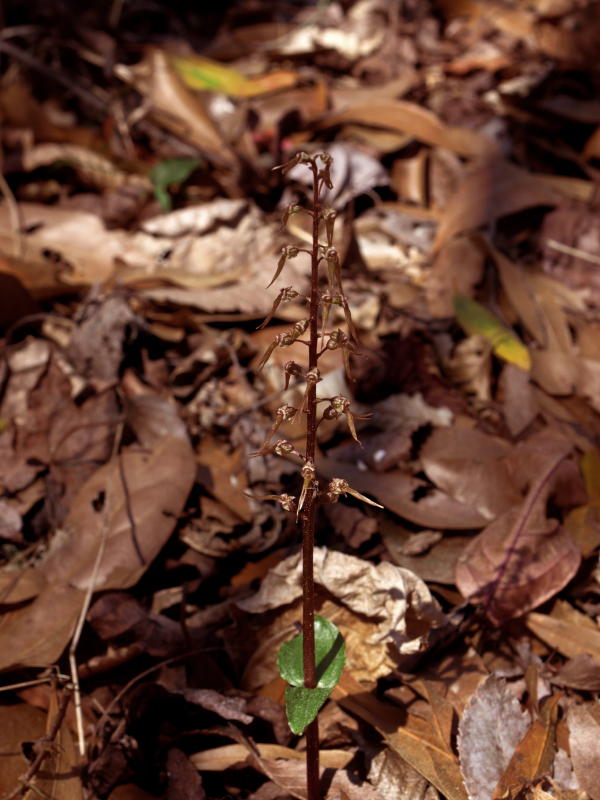 Listera australis