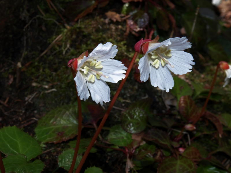 Shortia galacifolia (Oconee Bells)