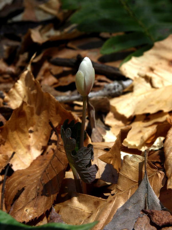Sanguinaria canadensis (Bloodroot)