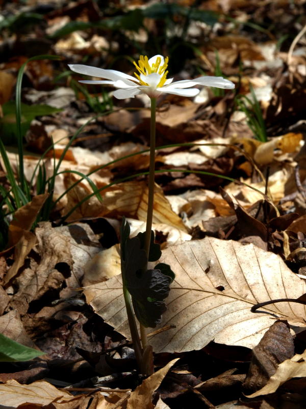Sanguinaria canadensis (Bloodroot)