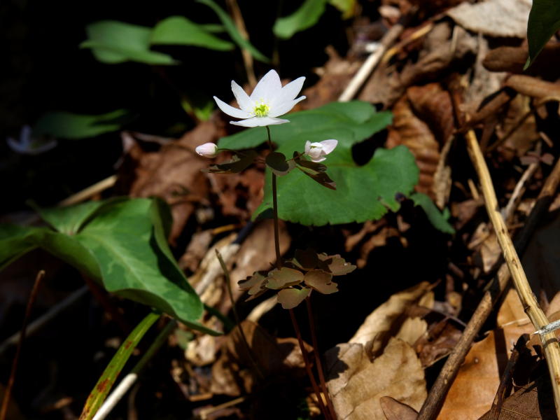 Thalictrum thalictroides (Windflower)