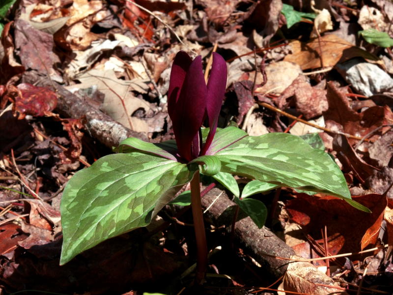 Trillium cuneatum (Sweet Betsy) normal form