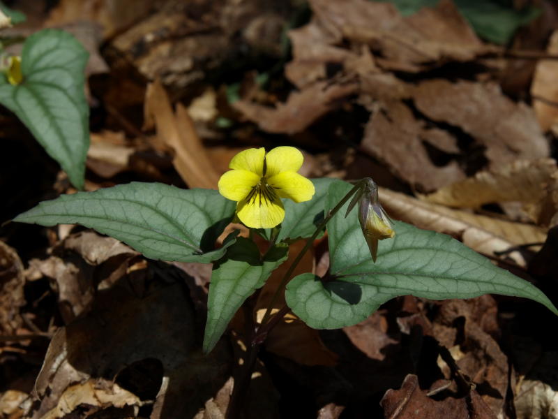 Viola hastata (Halberd-leaved violet)