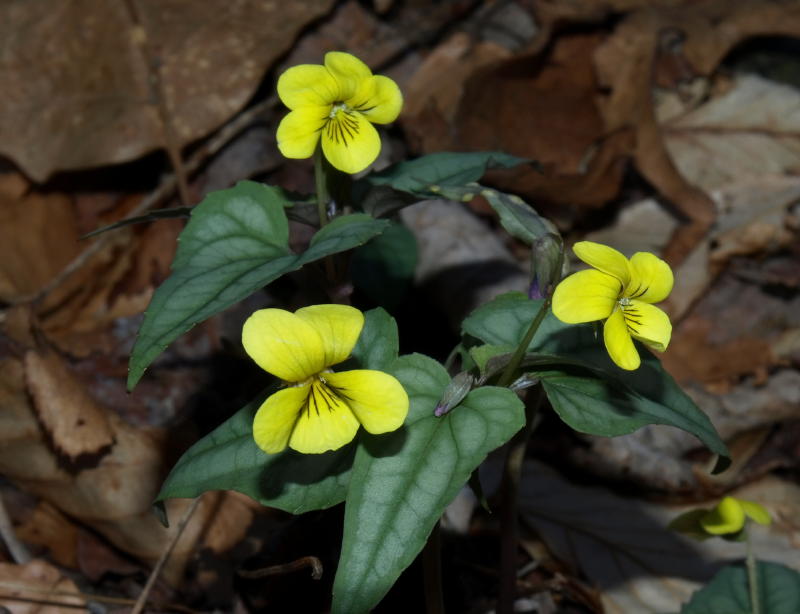 Viola hastata (Halberd-leaved violet)