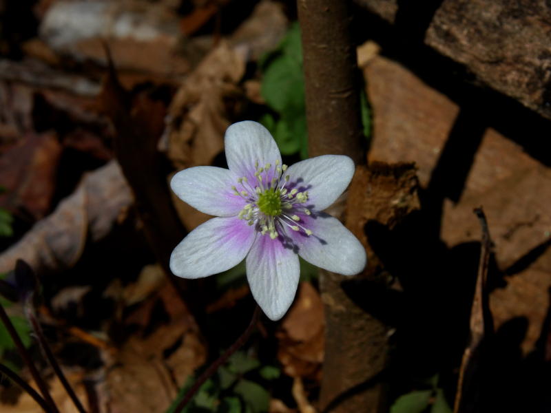 Hepatica acutiloba (Sharp-lobed liverleaf) with some purple on petals
