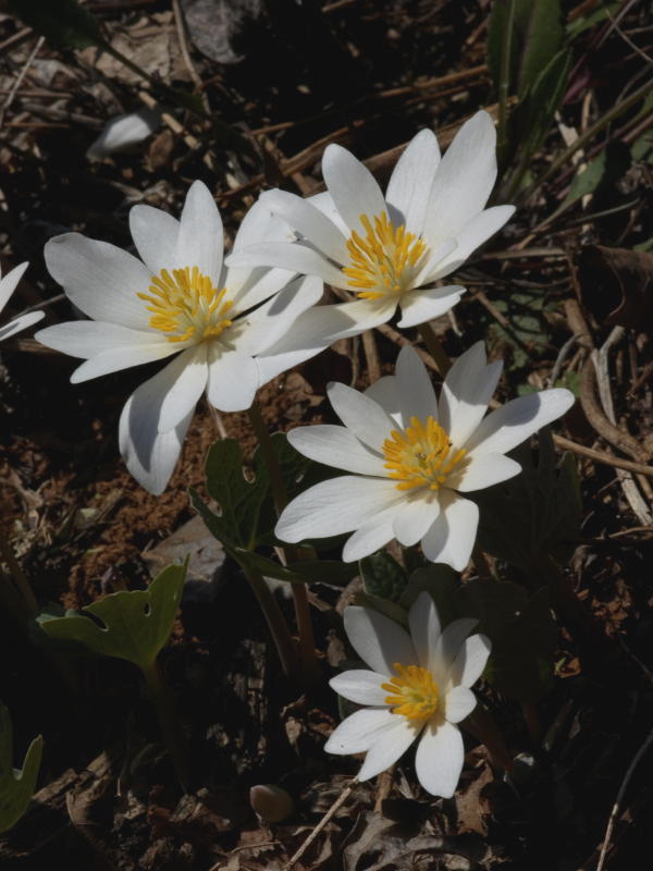 Bloodroot 7