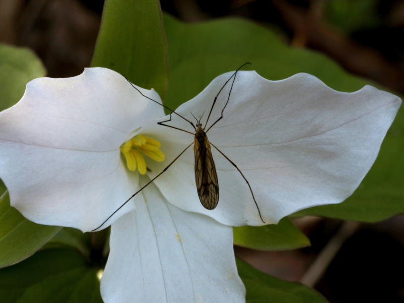 Cranefly up close on Trillium grandiflorum