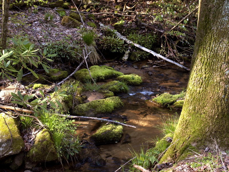 The creek