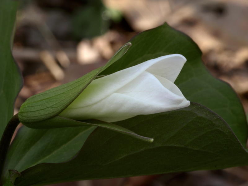 Trilliium grandiflorum just opening