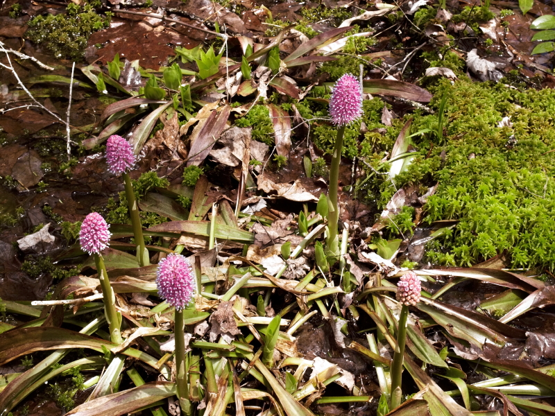 Helonias  bullata