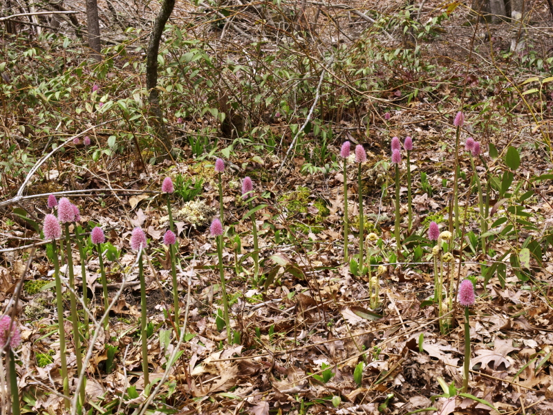 Helonias  bullata