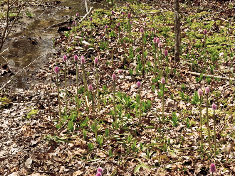Helonias bullata