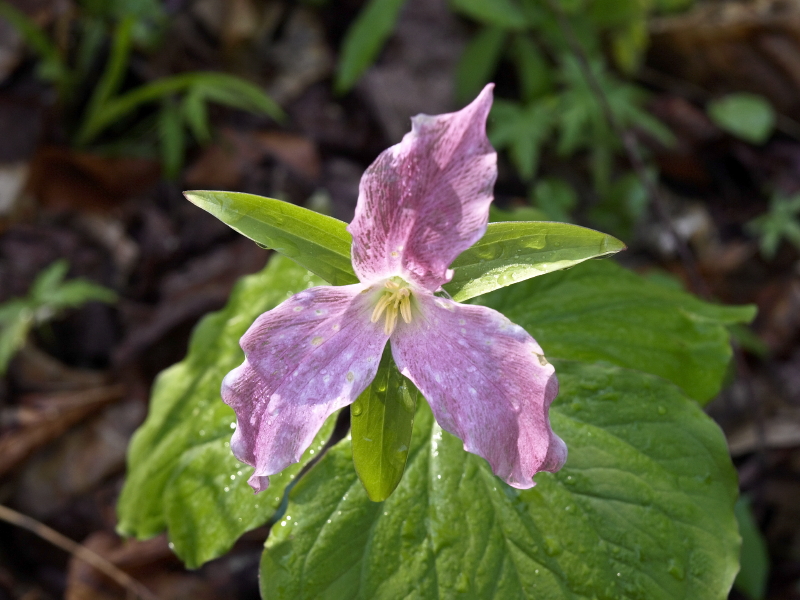 Trillium grandiflorum - with color streaks