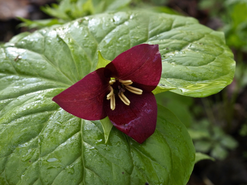 Trillium vaseyi - flower propped up on leaves