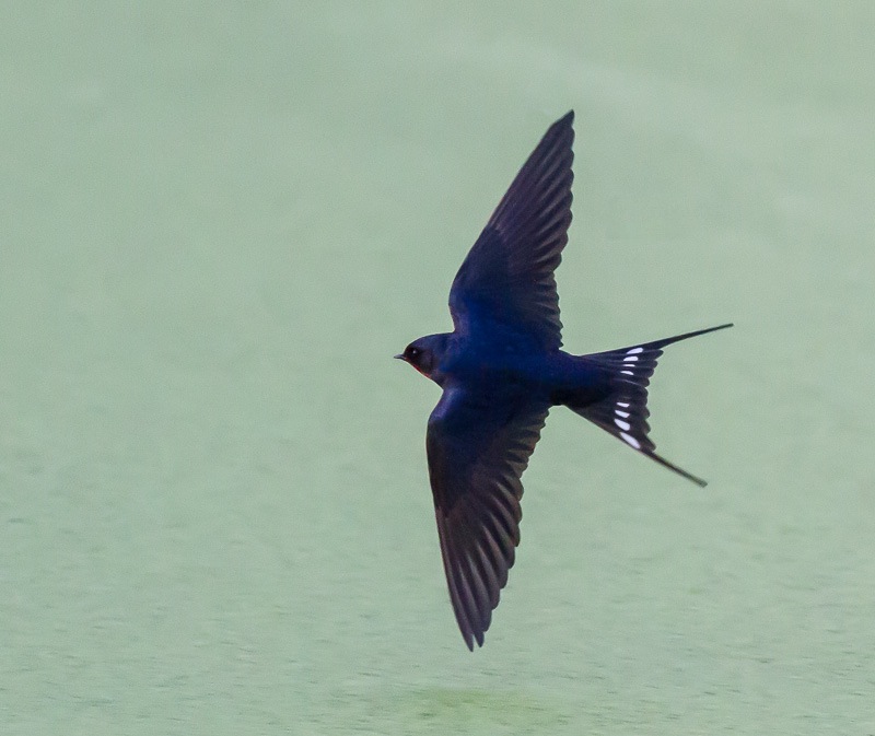 Barn Swallow