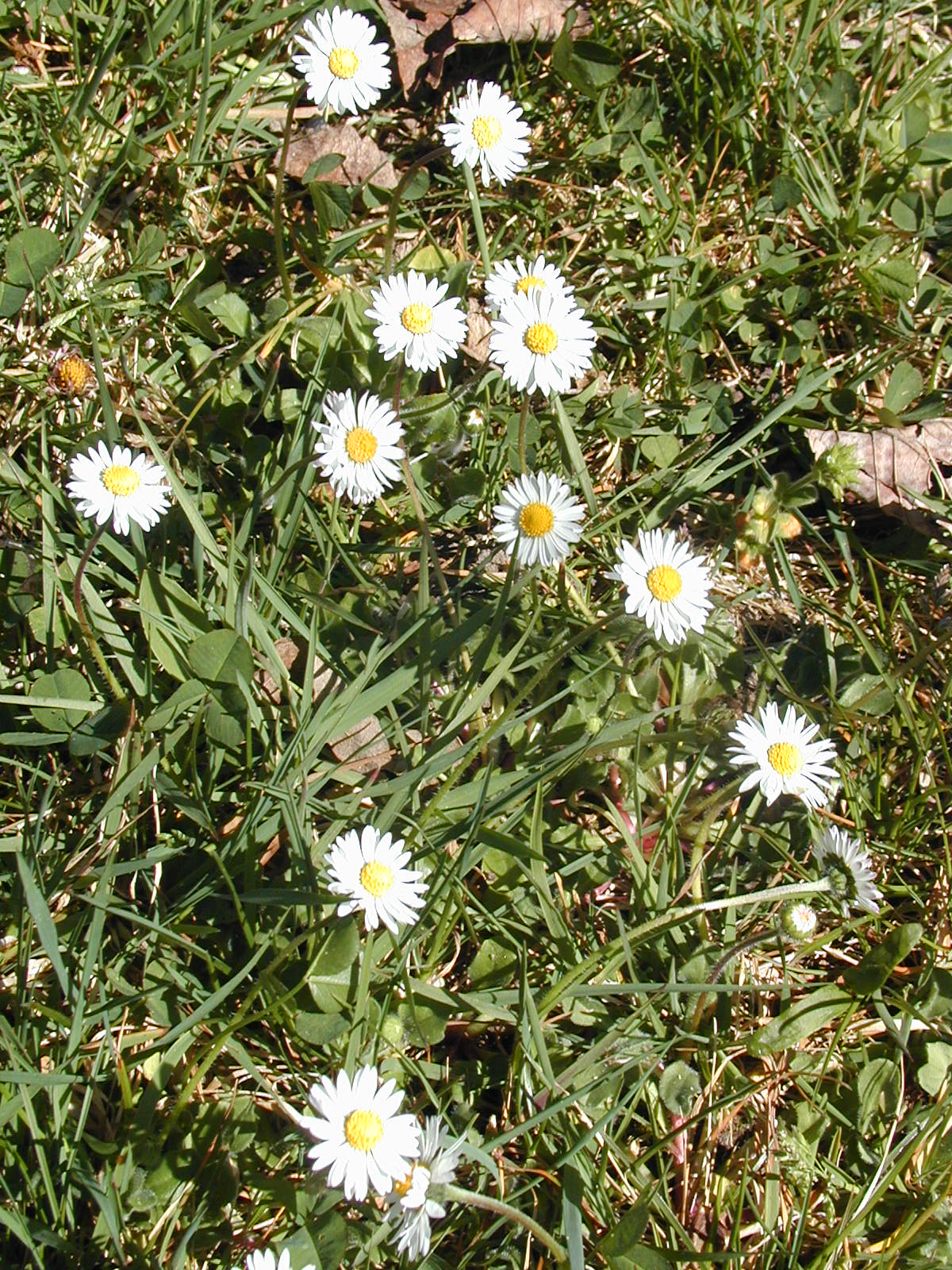Flowers (4/16)