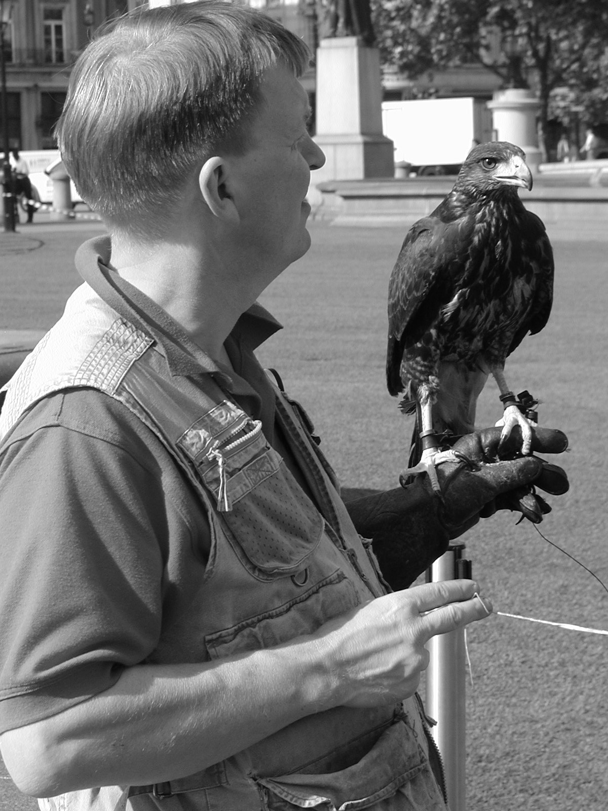 Hawk of Trafalgar Green (5/24)
