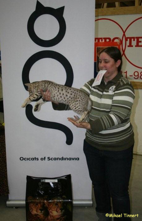 Me and Amos - in the ocicatspecial he won the class Best Body only 7 month old! :)