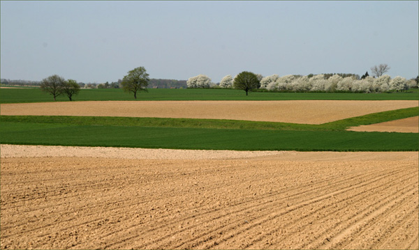 haspengouwKoninksem.jpg