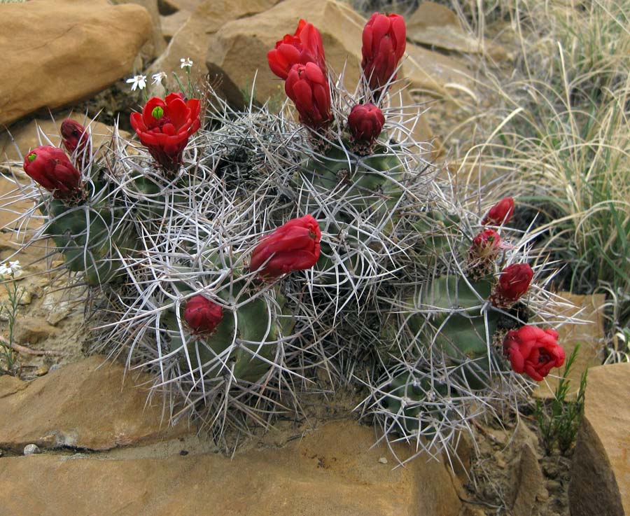 Red cactus flower