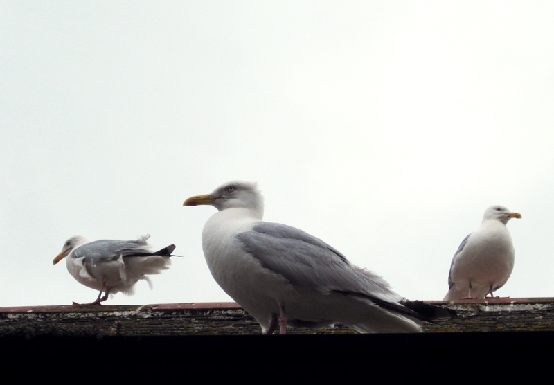 Seagulls rule over Cornwall