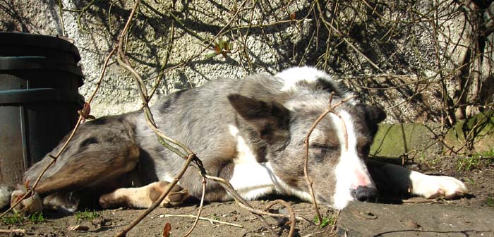 Lambing 2007