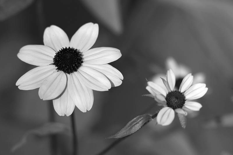 Black-Eyed