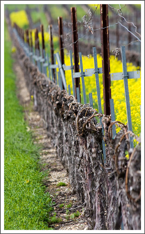 Local Vineyards