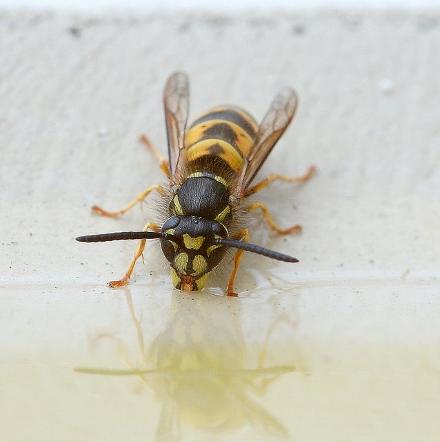 Thirsty work, all this buzzing about
