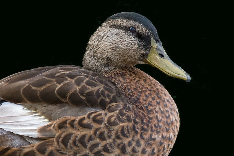 American Black Duck