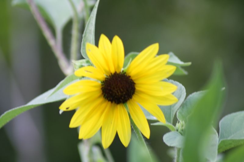 vibrant sunflower???