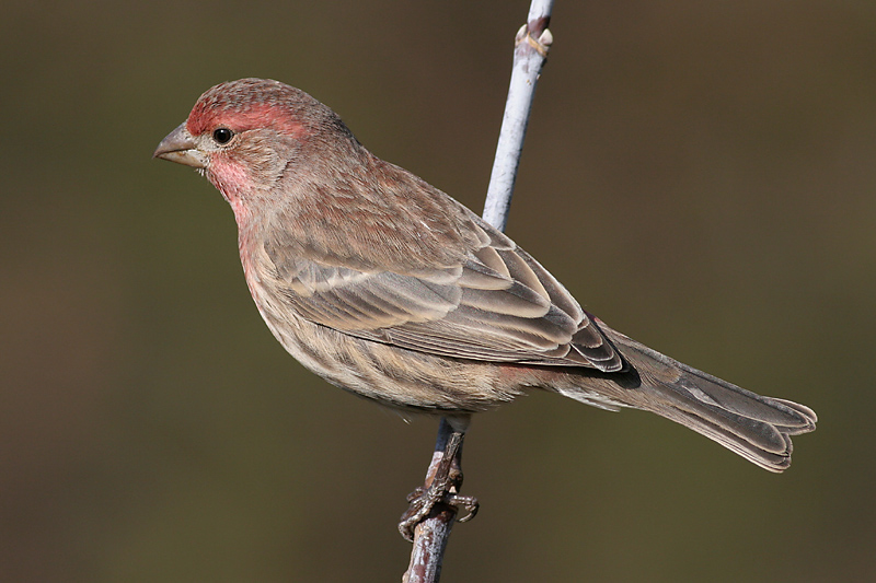 House Finch