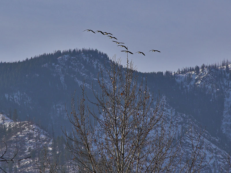 Ducks along the Ridge