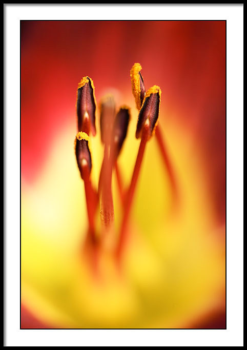 Daylily